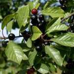 Frangula alnus - Közönséges kutyabenge