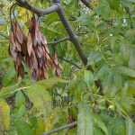 Fraxinus excelsior - Magas kőris