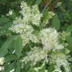 Fraxinus ornus - Virágos kőris