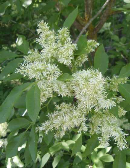 Fraxinus ornus - Virágos kőris