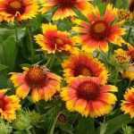Gaillardia × grandiflora 'Arizona Apricot' (Nagyvirágú kokárdavirág)