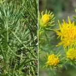 Galatella (korábban Aster) linosyris (Aranyfürt)