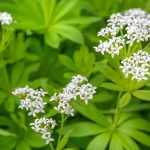 Galium odoratum (Szagos müge)