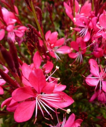 Gaura lindheimeri Red Colour