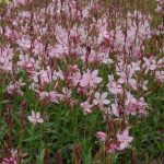Gaura lindheimeri Siskiyou Pink