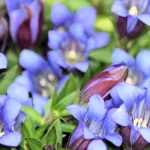 Gentiana acaulis (Széleslevelű tárnics)