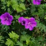 Geranium  'Orion' (Gólyaorr)