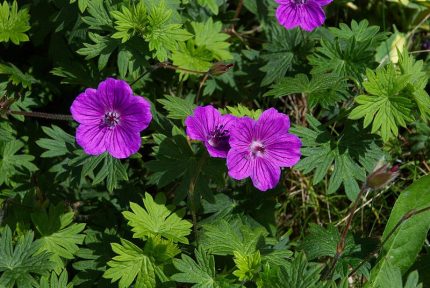 Geranium  'Orion' (Gólyaorr)