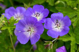 Geranium  'Rozanne' (Gólyaorr)