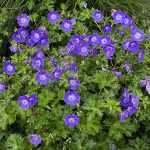 Geranium  'Sirak' (Gólyaorr)