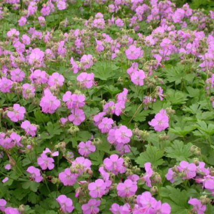 Geranium cantabrigense 'Cambridge' (Angol gólyaorr)