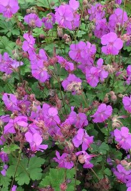 Geranium cantabrigense 'Karmina' (Angol gólyaorr)