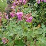 Geranium macorrrhizum 'Sandy's Smile' (Illatos gólyaorr)