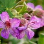 Geranium macrorrhizum 'Bevan's Variety' (Illatos gólyaorr)