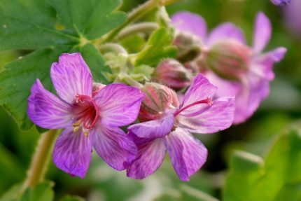 Geranium macrorrhizum 'Bevan's Variety' (Illatos gólyaorr)