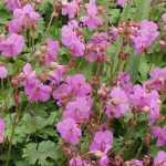 Geranium macrorrhizum 'Spessart' (Illatos gólyaorr)