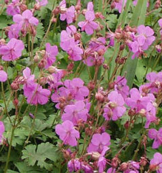 Geranium macrorrhizum 'Spessart' (Illatos gólyaorr)