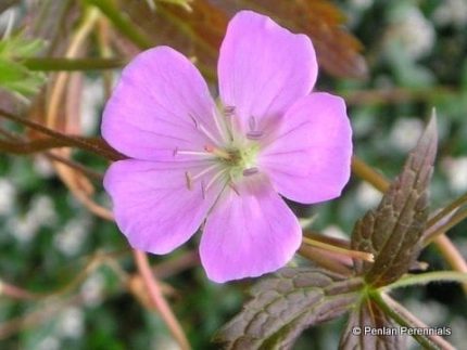 Geranium maculatum 'Elizabeth Ann' (Foltos gólyaorr)