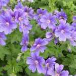 Geranium magnificum (Pompás gólyaorr)