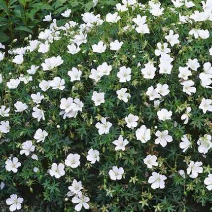 Geranium sanguineum 'Album' (Piros gólyaorr)