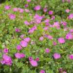 Geranium sanguineum 'Glenluce' (Piros gólyaorr)