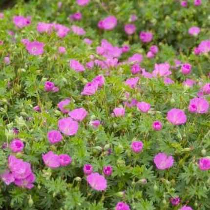 Geranium sanguineum 'Glenluce' (Piros gólyaorr)