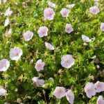 Geranium sanguineum 'Striatum' (Piros gólyaorr)