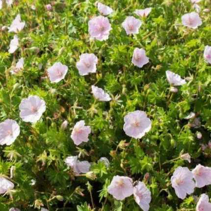 Geranium sanguineum 'Striatum' (Piros gólyaorr)