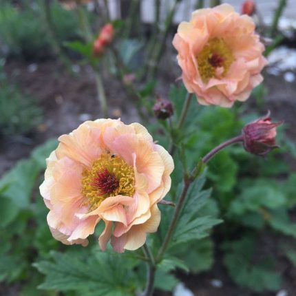 Geum  'Gimlet' (CoctailTM széria) (Gyömbérgyökér)