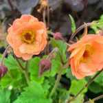 Geum  'Petticoats' (Gyömbérgyökér)