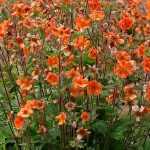 Geum  'Rustico Orange' (Gyömbérgyökér)