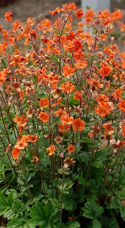 Geum  'Rustico Orange' (Gyömbérgyökér)