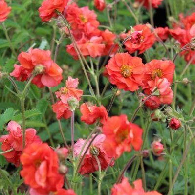 Geum  'Scarlet Tempest' (Gyömbérgyökér)