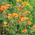 Geum  'Totally Tangerine' (Gyömbérgyökér)