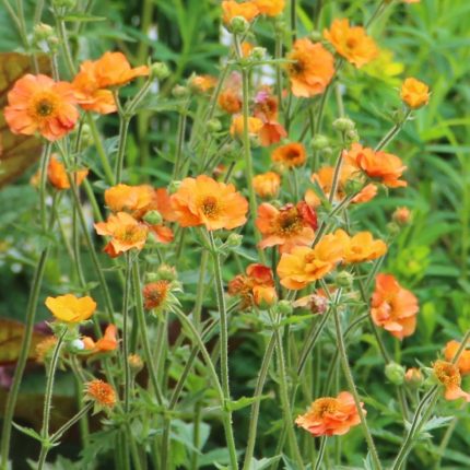Geum  'Totally Tangerine' (Gyömbérgyökér)
