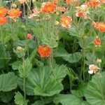 Geum coccineum 'Borisii' (Skarlátvörös gyömbérgyökér)