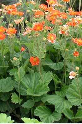 Geum coccineum 'Borisii' (Skarlátvörös gyömbérgyökér)