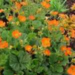 Geum coccineum 'Koi' (Skarlátvörös gyömbérgyökér)