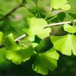 Ginkgo biloba - Páfrányfenyő