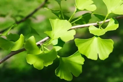 Ginkgo biloba - Páfrányfenyő