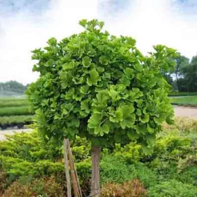 Ginkgo biloba 'Mariken' -