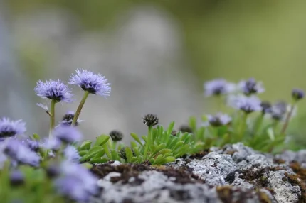 Globularia repens (Kúszó gubóvirág)