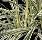 Glyceria maxima variegata - kerti tavi növény