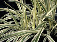 Glyceria maxima variegata - kerti tavi növény