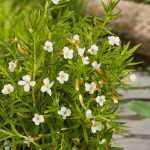 Gratiola officinalis