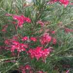 Grevillea 'Canberra Gem' - Aprólevelű selyemtölgy