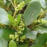 Griselinia littoralis -