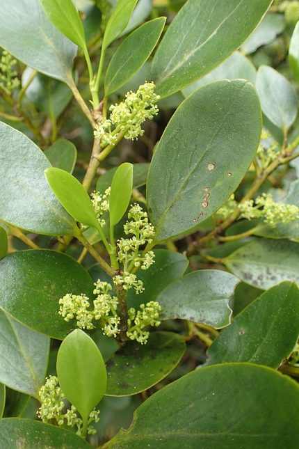 Griselinia littoralis -
