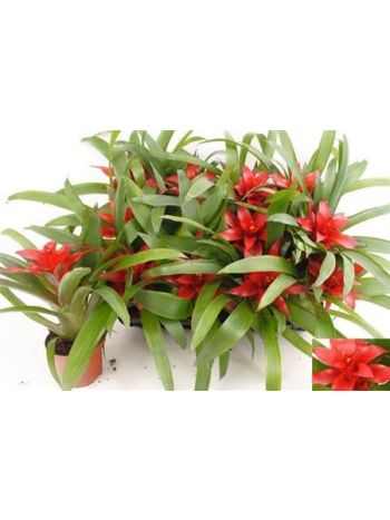 Guzmania BLITZ