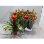 Guzmania CONFETTI